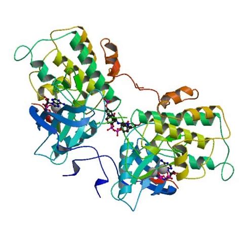 Insulin Receptor