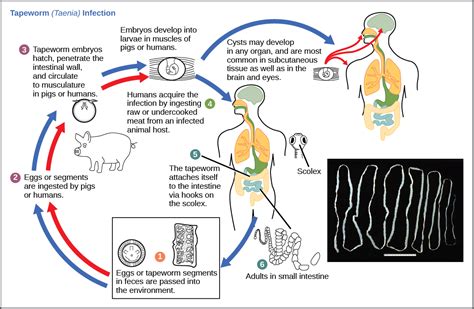 Taenia Solium Life Cycle