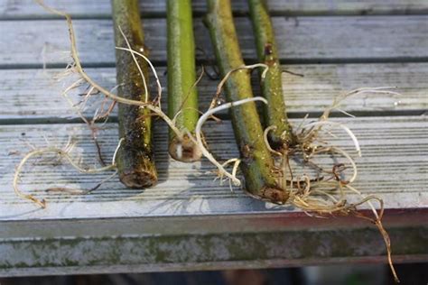 Photo Of The Roots Of Morning Glory Tree Ipomoea Carnea Posted By