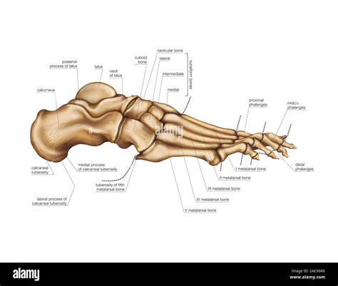 illustration   bones   foot  plantar view labelled