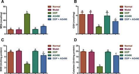 Inhibitory Effect Of Ag On Ddp Induced Oxidative Stress In Lung