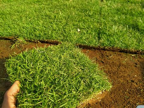 Jual Rumput Jepang Terdekat TUKANG TAMAN SURABAYA