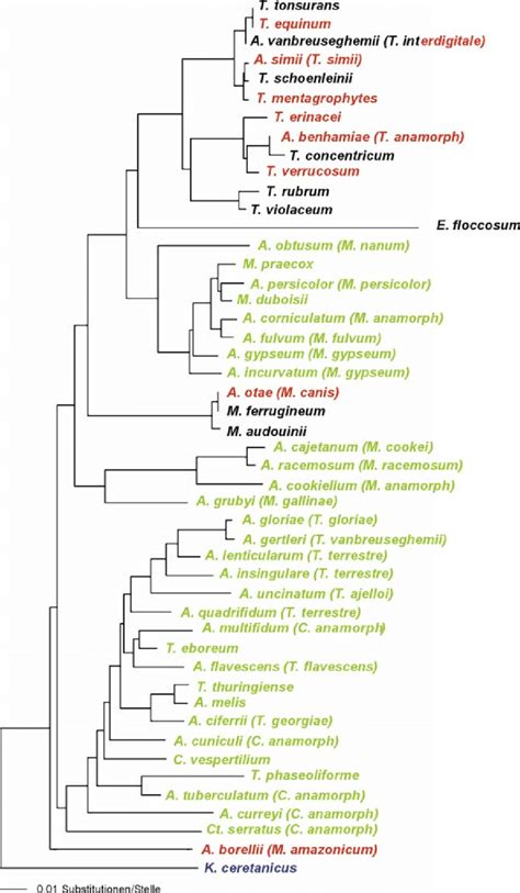 Phylogenetic Relationship Of All Validly Described Dermatophyte Species Download Scientific