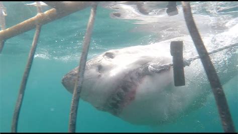 Great White Shark Cage Diving Steve And Lis Mossel Bay South Africa