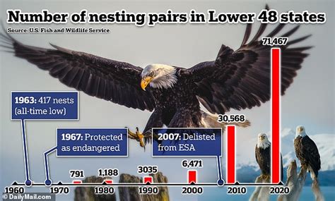 Bald Eagle Numbers Are Soaring Across America Heres Where Daily