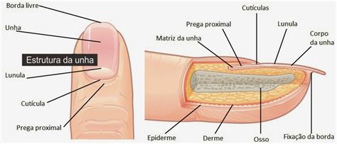 Como Se Escreve Unha - Jannah Art Nails: Estrutura e Composição das Unhas