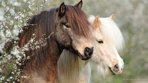 Palomino Horses Wallpaper