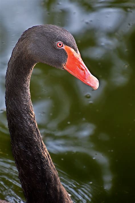 Bird Black Swan - Free photo on Pixabay - Pixabay