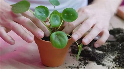 How To Repot A Pilea Peperomioides Chinese Money Plant Youtube