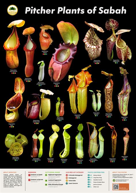 Pdf Pitcher Plants Of Sabah