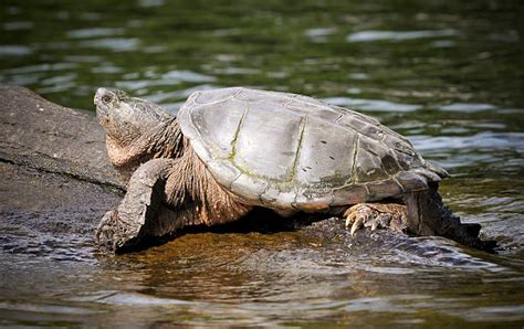 Giant Snapping Turtle Bite