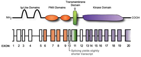 AXL AXL Receptor Tyrosine Kinase