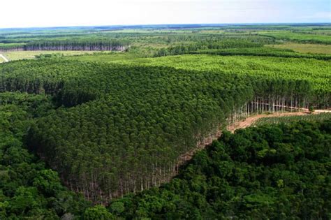 Setor Florestal Gera Mil Empregos Na Bahia Blog Agravo