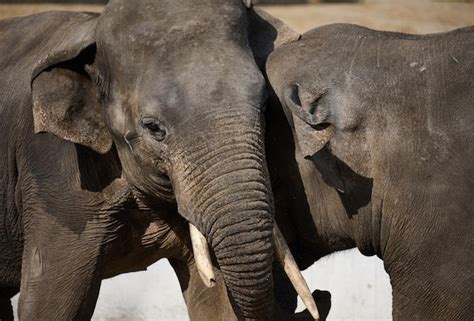 Premium Photo Two Adult Elephants Stand Intertwined With Their Trunks