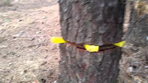 Cutting Down Tree With Wedges Felling Youtube