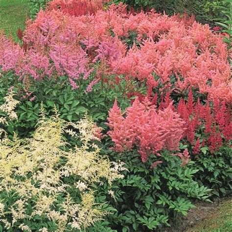 Cornerstone Astilbe Collection White Flower Farm