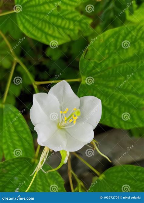 Bauhinia Acuminata Is A Species Of Flowering Shrub Native To Tropical