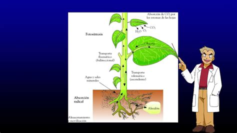 Proceso De Nutrientes