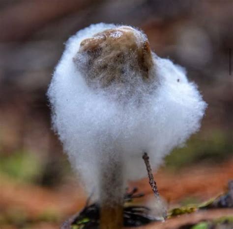 Common Contamination In Mushroom Cultivation North Spore