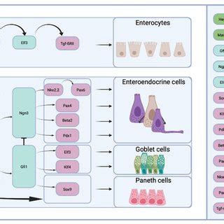 Functional Overview On The Enteroendocrine Cell Types Of The Secretory