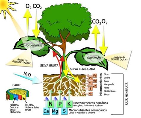 Bionarede Sequestro De Carbono Quais S O As Plantas Que Absorvem Mais