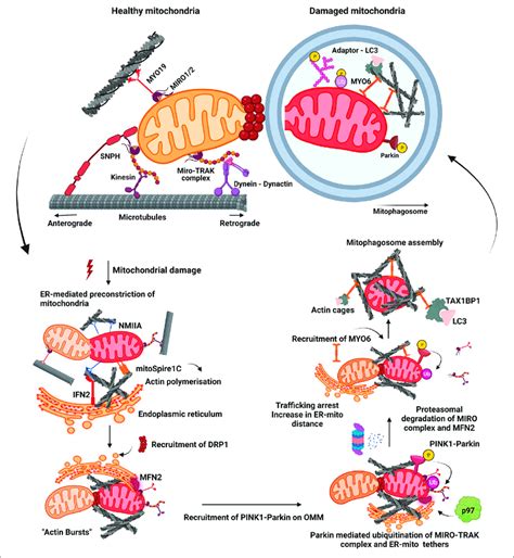 Mitochondrial Fission Fusion Dynamics And Mitophagy A Healthy