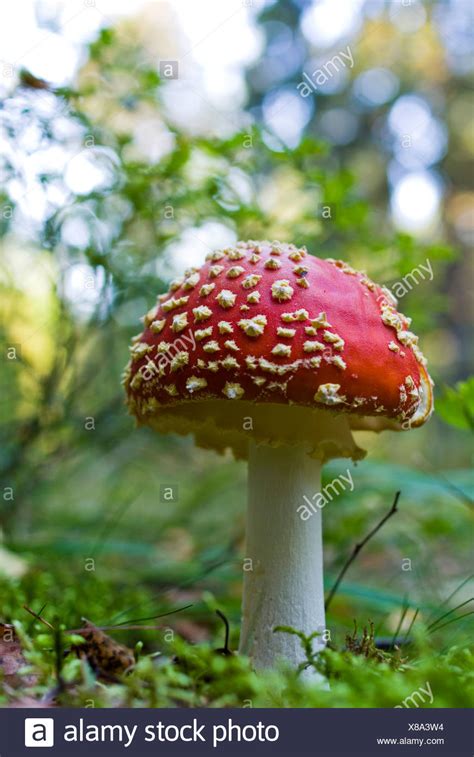 Death Cap Mushroom High Resolution Stock Photography and Images - Alamy