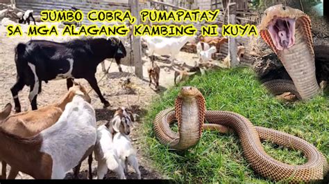 Jumbo Cobra Pumapatay Sa Mga Alagang Kambing Ni Kuya Sam Tuklaw Ruffa