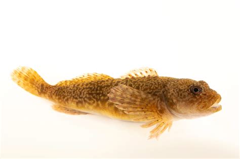Slimy Sculpin (Cottus cognatus) - Joel Sartore