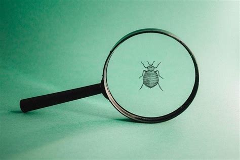 Can You See Bed Bugs With The Naked Eye Pest Exterminators Kent