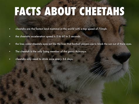 Cheetah Facts