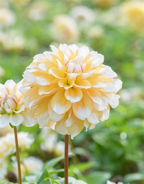 Dahlia Seattle Bio Kaufen De Warande Starkezwiebelnde