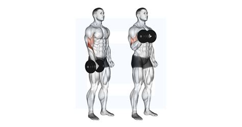 Dumbbell Reverse Wrist Curl Guide Benefits And Form