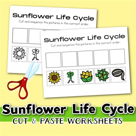 Fun Sunflower Life Cycle Activity For Kids