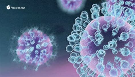 Preocupa En La Omsa El Alza En Contagios De Influenza Aviar Para