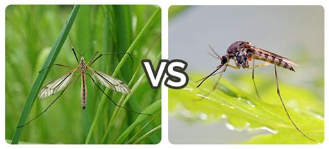 Crane Fly vs Mosquito: What's the Difference? | Fantastic Services