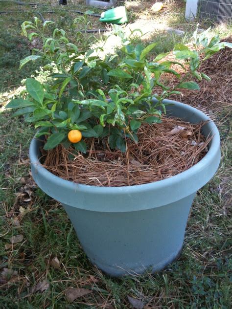 Calamondin Bonsai - The Bell House - Growing Fruit Trees in Northwest ...