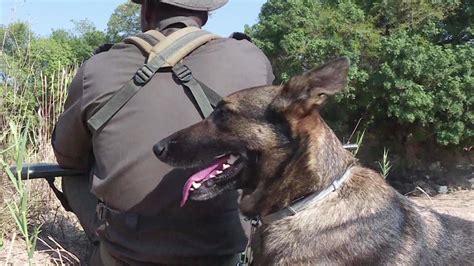 Giornata Mondiale Del Ranger Ecco Come I Cani Aiutano Nella Guerra Al