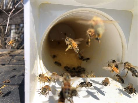 Bee Pollen Feeder DIY - Meyer Bees