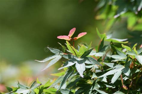 Japanese maple seeds stock image. Image of botanical - 187306095