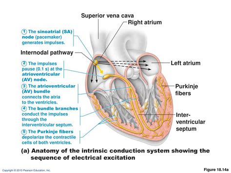 Ppt Cardiac Muscle Contraction Powerpoint Presentation Free Download