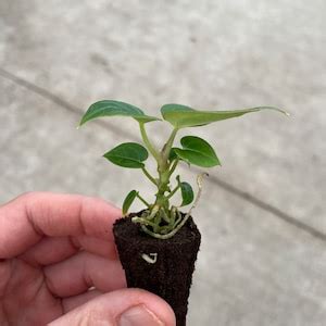 Anthurium Dorayaki Indonesia Origin Starter Plant All Starter Plants