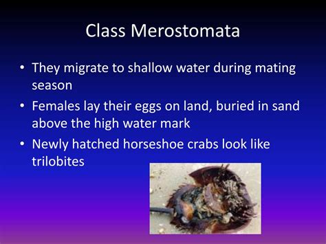 Ppt Phylum Arthropoda Powerpoint Presentation Free Download Id 2619168