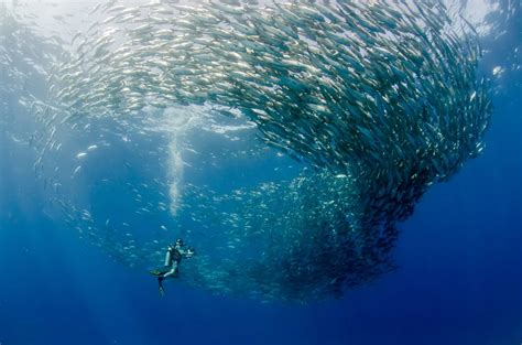 Diving in Cabo Pulmo | PADI