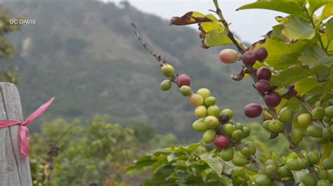 california farmer harvesting success  coffee ag information