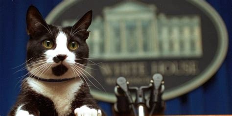 The Bidens' New Cat: Photos Show White House Cats Through History - Business Insider