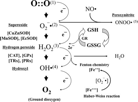 Oxygen 1 Is Stepwise Reduced By Just One Electron Leading To The