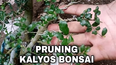 Pruning Kalyos Bonsai To Make It Beautiful Youtube