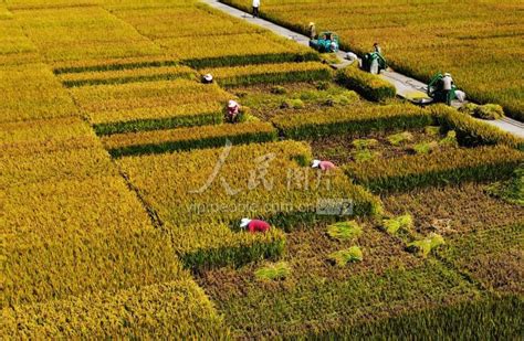 江苏扬州：寒露时节农事忙 人民图片网