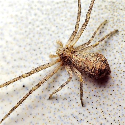 Eight Legs Spider Stock Photo Image Of Sitting Eight 241418682